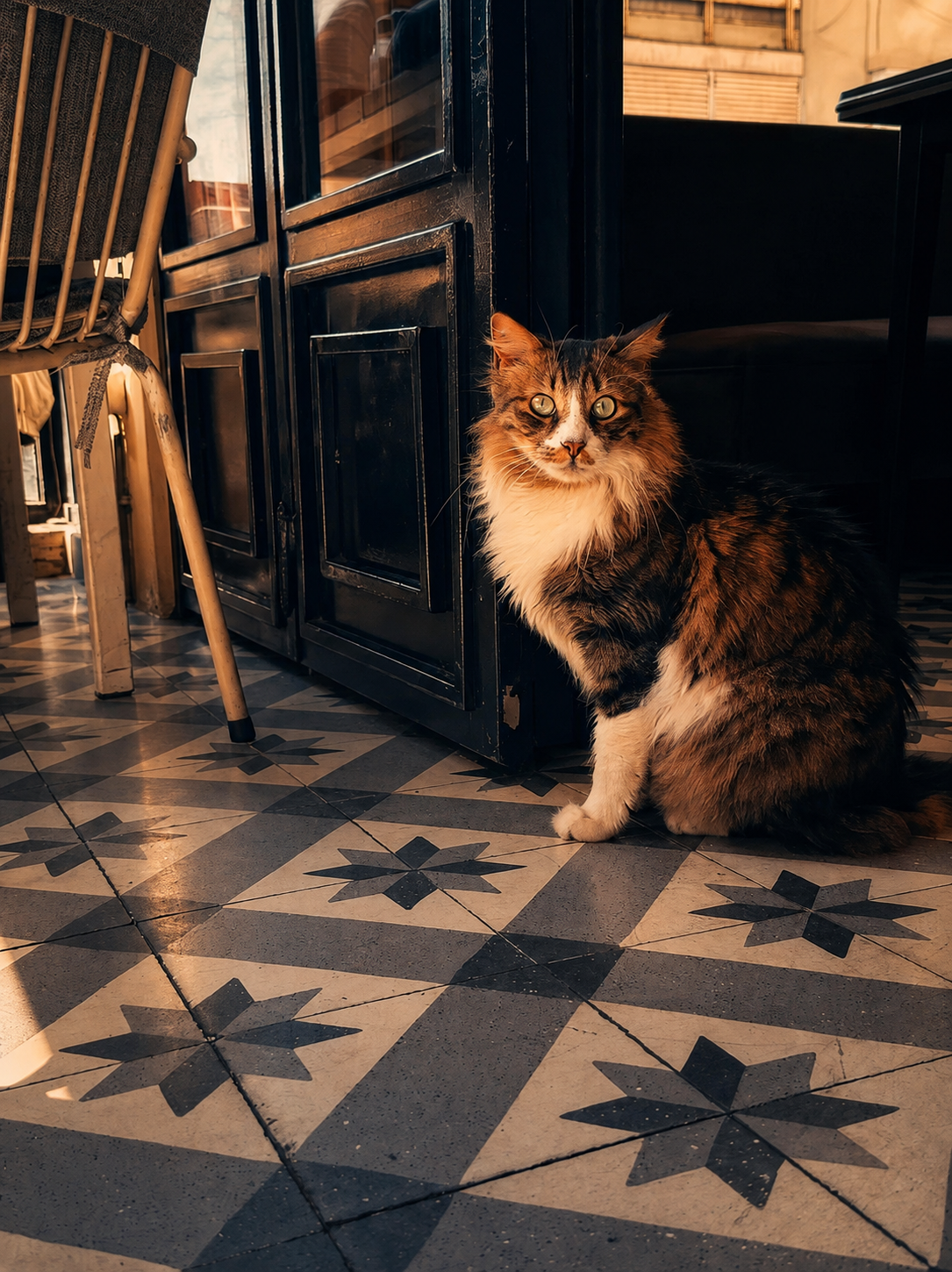 A long-haired cat looking directly into the camera