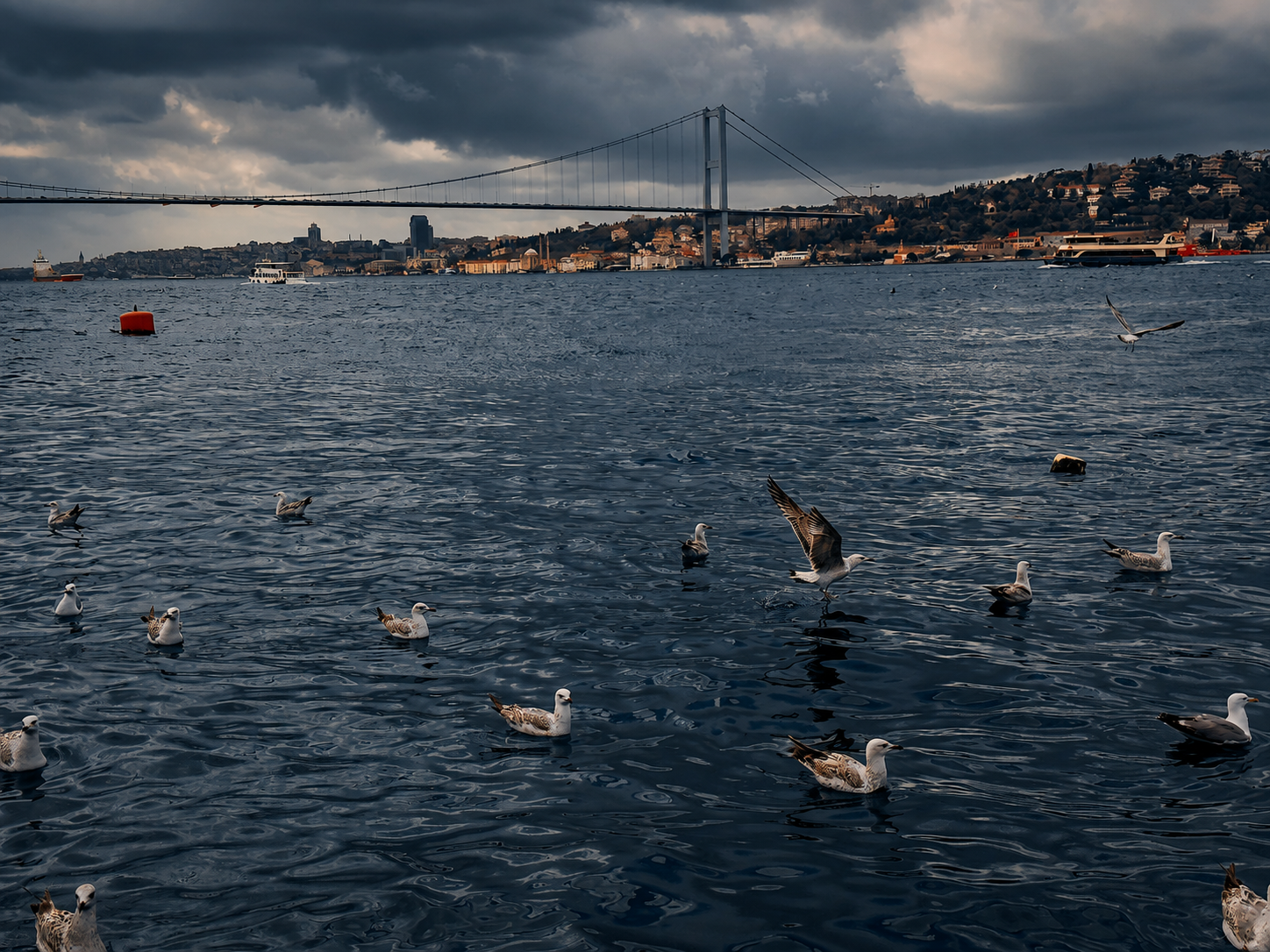 Seagulls on the Bosphorus beneath an Istanbul suspension bridge